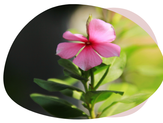Fleur rose sur fond sombre